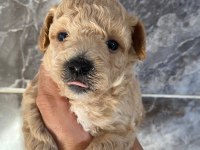 Orjinal minyatür toy poodle yavrular 
