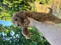 Poodle harikası kıvır kıvır bebekler
