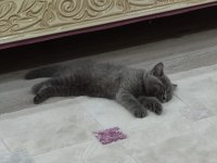 SAFKAN BRİTSH SHORT AİR