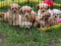 Maltipoo Miniklerimiz