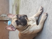 1,5 Yaşında French Bulldog Erkek