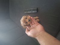Kahve Rengi Dişi Poodle