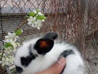 Hollanda lop tavşanı 1 aylık