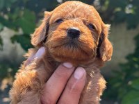 Dunya Tatlısı Maltipoo Minikler