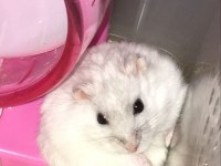 HAMSTER GONZALES YAVRULARI HERYERE GÖNDERİM
