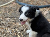 Anne altından üreticiden safkan border collie bebekler