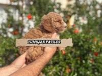 SEVİMLİ IRK TOY POODLE