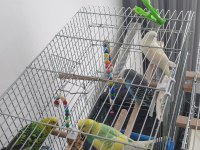 4 adet muhabbet kuşu tüm malzemeleriyle