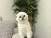 SCOTTISH FOLD BLUE POİNT YAVRULARIM 