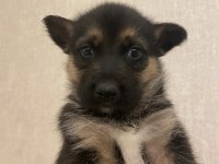 HUSKY ALMAN KURDU KIRMASI