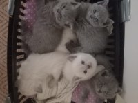 Yavru British Shorthair