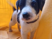 BİRBİRİNDEN GÜZEL FİNO KÖPEKLER