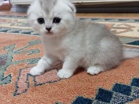 Scottish fold Rezerve ye açıktır