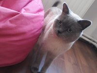 Scottish fold oglumuzu ucretsiz sahiplendirmek istiyoruz