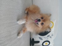 9 aylık erkek pomeranian