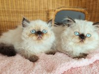 Çikolata Point British Longhair Bebekler