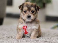 Morkie Adrese Teslim, Kapıda Ödeme Yapabilirsiniz