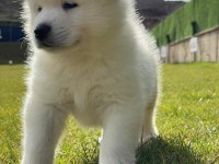 Beyaz Akita Yavruları Sağlık ve Irk Garantili