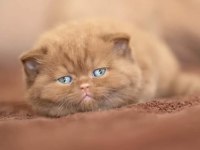 Kakao Tüy Mucizesi Chocolate British Shorthair