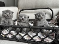 3 adet gri scottish fold yavrular