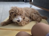 5 aylık aşıları eğitimi tamamlanmış maltipoo