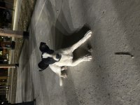 Tatlış köpeğimiz yeni yuvasını arıyor