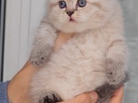 British shorthair kedisi