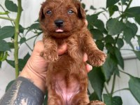 Toy Poodle kore kan
