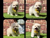 Pomeranian yavruları