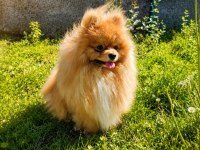 TEDDY BEAR MÜKEMMEL ANATOMİ POMERANİAN BOO