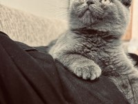 Scottish Fold 2 Aylık