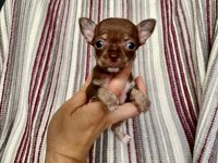 Son chihuahua yavrularım