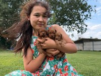 Toy poodle yavrularımız ruhsatlı çiftliğimizden