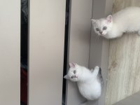 Son Kalan Erkek Kedimize Yuva