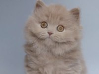 British Longhair Sağlıklı Kedimiz