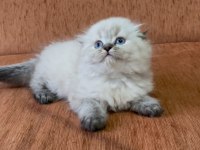 Scottish fold longhair lynx point kızım