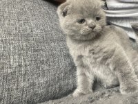 1.5 Aylık Yavru Scottish Fold