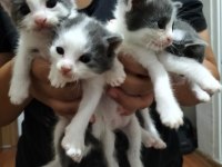 Birbirinden sevimli yavru kedilere yuva olmak ister misiniz?