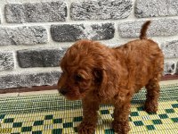 En güzelinden Toy Poodle