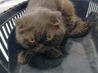 ÜCRETSİZ ÇİKOLATA ERKEK KISIR KEDİMİZ