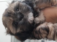Güzel shih tzu kızım yeni evine gitmeye hazır