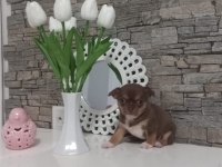 DEĞERİNİ BİLENE LİLAC TAN ELMA KAFA KÜT BURUN TEACUP ŞİVAVA