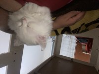 British longhair kedime yeni yuva
