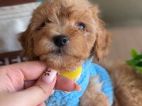 Türünün en yakışıklısı maltipoo