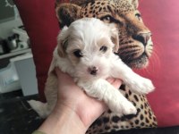 Petmode köpek çiftliğinden maltipoo yavrular