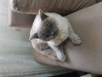 Safkan erkek british shorthair