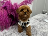 Yavru Maltipoo