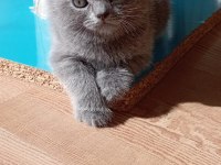 British shorthair son iki yavrumuz
