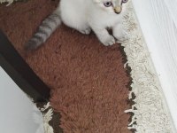 2 tane kedimiz kalmıştır dişi ve erkek