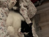 ACİL ÜCRETSİZ 2 YAŞINDA KEDİMİZ